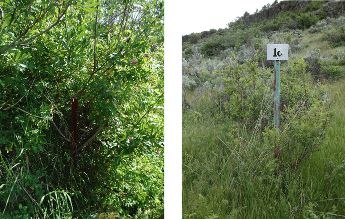 DFS and Eagle Scout Trail Marker Project - Signs 8 and 16